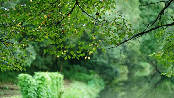 Yeşil ormanı olan güzel dağlar ve Çin kırsalının arka planında küçük bir köy.
