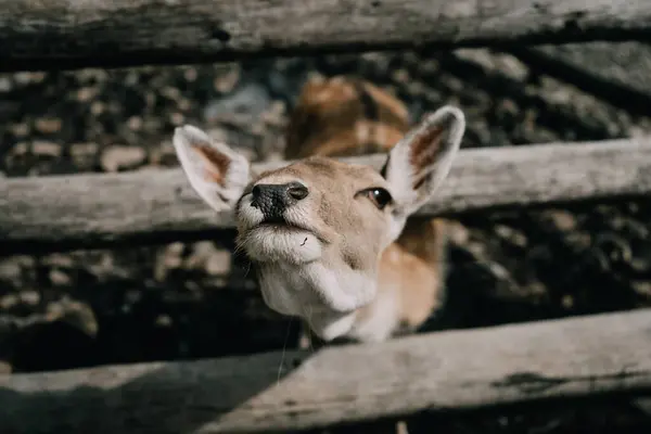 stock image A close-up portrait of a young deer with large, expressive eyes and soft, brown fur. The detailed shot captures the deers delicate features and curious expression, highlighting the beauty of wildlife