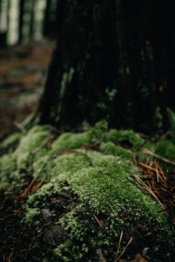 Ormandaki bir ağacın dibinde büyüyen canlı yeşil yosunları gösteren dikey bir fotoğraf. Yakın çekim, yosunların dokusunu ve kabarıklığını vurguluyor.