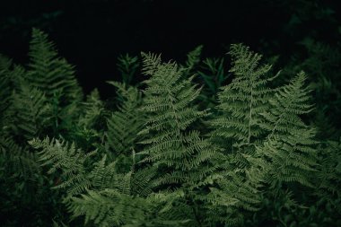 Orman ortamında yemyeşil eğreltiotlarından oluşan yoğun bir kümeyi yakalayan yatay bir fotoğraf. Parlak yapraklar, eğrelti otunun karmaşık desenlerini vurguluyor.