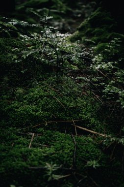 Yoğun yosun ve narin bitkilerle kaplı zengin, yeşil orman zeminini gösteren dikey bir fotoğraf. Bu büyüleyici görüntü, orman hikayesinin ayrıntılarını vurguluyor.