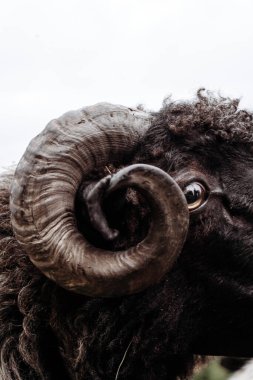 A detailed close-up shot focusing on the intricately curved horn of a ram. The texture and patterns of the horn are highlighted, showcasing the natural beauty and strength of this animal. The photograph captures the intensity in the ram's eye, provid clipart