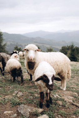 Bir koyun sürüsü dağlık bir yamaçta otluyor ve önünde kameraya bakan beyaz bir koyun var. Yuvarlanan tepeler ve uzak dağlar bu dağlık alanda huzurlu kırsal yaşamı vurgulayan sakin bir zemin oluşturuyor.