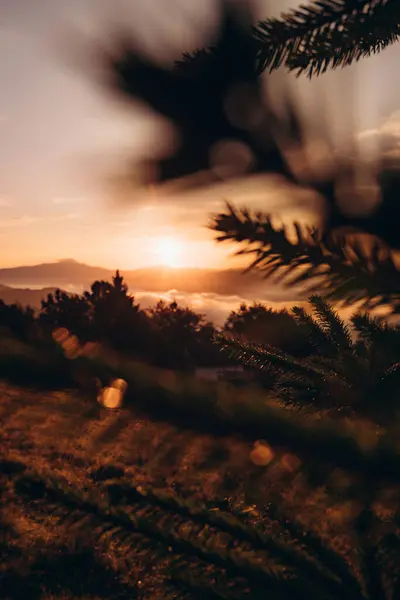 Bu nefes kesici fotoğraf, sakin bir dağ manzarasının üzerinde yükselen altın bir gündoğumunu yakalar. Güneş ışınları, aşağıdaki vadilerde gezinen sisi hafifçe aydınlatır. Ön plandaki ağaç siluetleri derinlik ve karşıtlık ekler