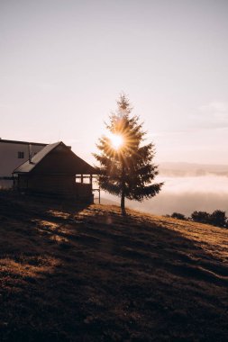 Bu büyüleyici görüntüde, yükselen güneş altın ışınlarını kırsal bir dağ kulübesinin yanında duran yalnız bir ağacın dallarına saçar. Sabahın erken saatleri sıcak ve davetkar bir hava yaratır.