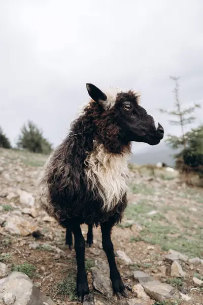 stock image A black and white sheep is standing on a rocky hillside with a calm expression. The surrounding landscape is slightly blurred, giving focus to the sheeps curly wool and curious gaze. This image