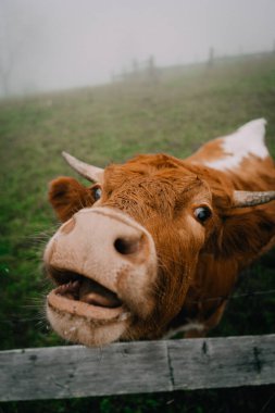 Neşeli bir kahverengi inek sisli bir çayırda kameraya yaklaşır ve sabah sisinin içinde canlı kişiliğini gösterir..