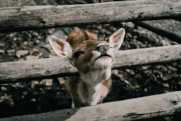 stock image A close-up portrait of a young deer with large, expressive eyes and soft, brown fur. The detailed shot captures the deers delicate features and curious expression, highlighting the beauty of wildlife