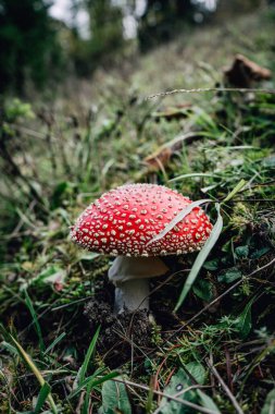 Ormanda yetişen Fly Agaric mantarı Amanita muscaria 'nın detaylı bir görüntüsü. Mantarın karmaşık solungaçları açıkça görülebiliyor. Bu da bunun hassas ve karmaşık doğasını gözler önüne seriyor.