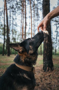 This close-up shot captures a German Shepherd on the forest floor, reaching out for a treat during a training session. The dogs intense focus on the reward highlights its motivation and discipline. clipart