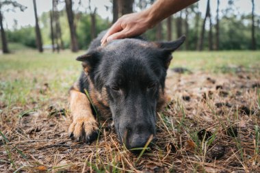 Bu görüntü, ormanda eğitimden sonra bir Alman çoban köpeğini nazikçe okşayan bir el gibi bir sevgi anı yakalar. Köpekler sakin tavırları güven ve köpek ile köpek arasındaki bağı yansıtır.