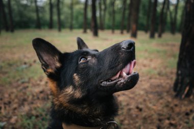 Ormandaki bir eğitim sırasında dikkatlice bakan bir Alman çoban köpeğinin yakın çekimi. Köpeklerin hevesli ifadesi, onun eğiticiyle olan odaklanma, hazırlık ve güçlü bağını vurgular..