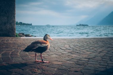 A duck stands on a cobblestone path near the shores of Lake Garda in Italy, with boats in the distance and mountains rising under a cloudy sky. Peaceful nature scene by the water. clipart