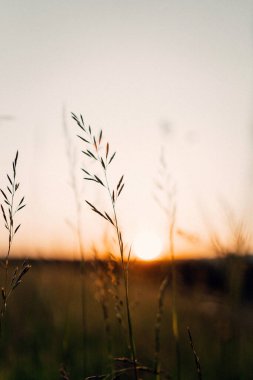 Arka planda batan güneşin sıcacık parıltısıyla uzun otlara odaklanarak sakin ve sakin bir doğa sahnesi yaratıyor. Altın ışık, sakin ve sakin atmosfere katılır..