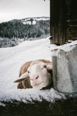 A curious sheep peeks over a snowy fence next to a frosty metal bucket, set against a winter farm landscape with a view of snow-covered hills and trees. Ideal for themes of rural life, winter scenery clipart