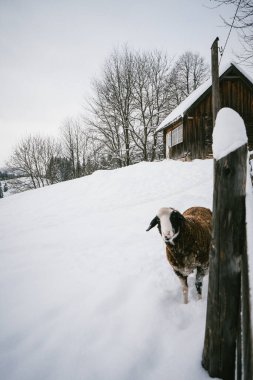 A lone sheep stands in a snow-covered landscape near a rustic farmhouse, surrounded by bare winter trees. This peaceful winter scene embodies the tranquility of rural life during the cold season. clipart