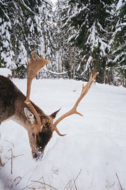 Karla kaplı sakin bir ormanda duran etkileyici boynuzları olan bir geyiğin yakın çekimi. Sahne, doğanın barışçıl ve vahşi güzelliğini yakalar..
