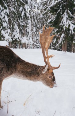 Karla kaplı sakin bir ormanda duran etkileyici boynuzları olan bir geyiğin yakın çekimi. Sahne, doğanın barışçıl ve vahşi güzelliğini yakalar..