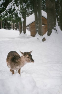 A curious young deer with snow on its nose standing in a serene, snow-covered forest, with a rustic wooden cabin in the background. Captures the peaceful essence of winter wildlife. clipart