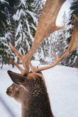 Görkemli bir geyiğin, karla kaplı sakin bir ormanda büyük, dokulu boynuzlarını sergilediği yakın plan bir profili. Kışın vahşi yaşamın özünü ve kırsal bir ormanda doğal güzelliği yakalar.