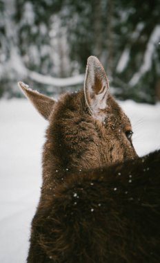 A curious young deer sniffs the snow in a winter forest, surrounded by snow-covered trees and natural woodland scenery. Perfect for themes of winter wildlife, nature exploration, and serene outdoor clipart