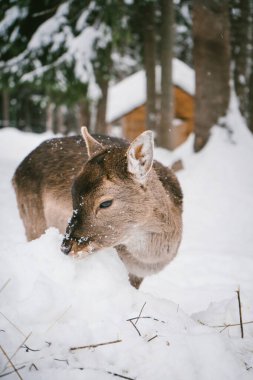 A curious young deer sniffs the snow in a winter forest, surrounded by snow-covered trees and natural woodland scenery. Perfect for themes of winter wildlife, nature exploration, and serene outdoor clipart