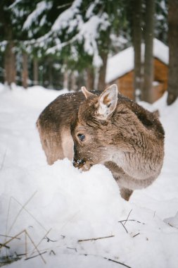 A curious young deer sniffs the snow in a winter forest, surrounded by snow-covered trees and natural woodland scenery. Perfect for themes of winter wildlife, nature exploration, and serene outdoor clipart