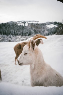 A close-up of a curious white goat with horns in a snowy winter landscape, standing near a rustic wooden barn and a snow-covered forest. Captures the charm of farm life in winter and the beauty of clipart