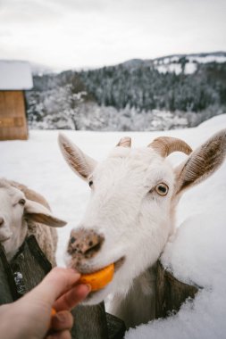 Meraklı beyaz bir keçinin karlı kırsal bir ortamda bir insanın elinden muamele görmesi. Sakin kış manzarası ve dost canlısı hayvanlar doğada sıcak, davetkar bir atmosfer yaratıyor..