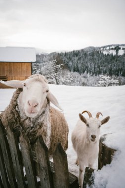 A scenic winter farm scene featuring goats and sheep standing by a snow-covered wooden fence with a rustic barn and a backdrop of forested mountains. Captures the beauty of rural life in the winter clipart