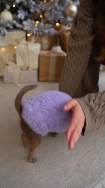 Güzel dekore edilmiş bir Noel ağacının yanında mor bir kazak giyen bir kadın Chihuahua 'sıyla etkileşime girer. Festival sahnesinde hediyeler, altın süsler ve sıcak doğal ışıklandırma yer alıyor. Şey...