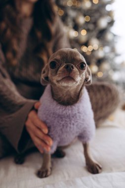 A small Chihuahua wearing a soft purple outfit sitting on a white sofa in a cozy living room. A decorated Christmas tree and holiday lights in the background. Perfect for holiday, pet, and cozy-themed clipart