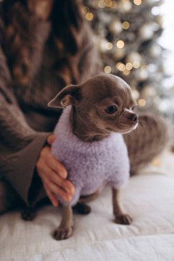 A small Chihuahua wearing a soft purple outfit sitting on a white sofa in a cozy living room. A decorated Christmas tree and holiday lights in the background. Perfect for holiday, pet, and cozy-themed clipart