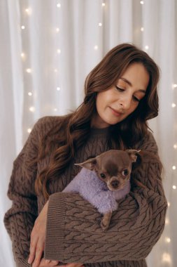 Sıcak ışıklar ve beyaz perdelerle dolu yumuşak bir arka planı olan, mor bir süveter giymiş, Chihuahua köpeğini tutan bir kadının hassas anı..