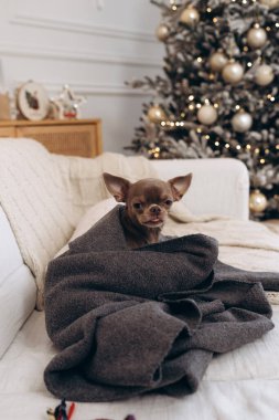 Yumuşak gri bir battaniyeye sarılı küçük kahverengi bir Chihuahua beyaz bir kanepede oturuyor, arka planda sıcak bir Noel ağacı parıldıyor..