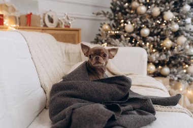 Yumuşak gri bir battaniyeye sarılı küçük kahverengi bir Chihuahua beyaz bir kanepede oturuyor, arka planda sıcak bir Noel ağacı parıldıyor..