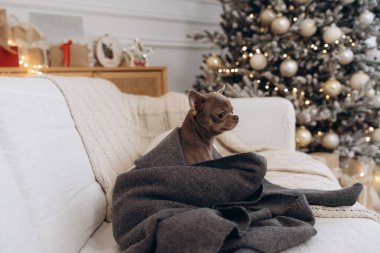 A small brown Chihuahua wrapped in a soft gray blanket sits on a white couch, with a decorated Christmas tree glowing warmly in the background. clipart