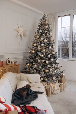 A beautifully decorated Christmas tree with golden ornaments, surrounded by gift boxes, and a Chihuahua resting on a cozy couch with a gray blanket in a festive living room setting. clipart