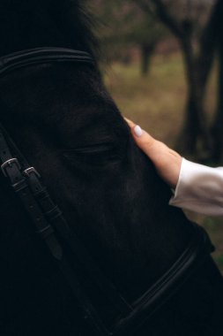 Kapalı gözleri ve kafasında dinlenen bir eli olan siyah bir atın yakın çekimi. Sakin bir duygusal an, hayvanla barışçıl bir bağ. Doğa arkaplan, dikey fotoğraf.