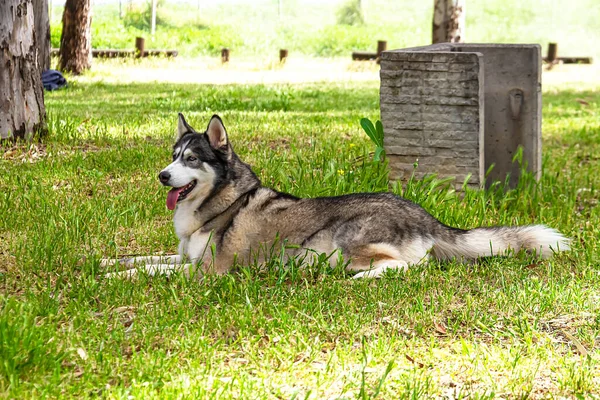 Χάσκι Ένα Μεγάλο Σκυλί Της Φυλής Husky Αναπαύεται Στο Φόντο — Φωτογραφία Αρχείου