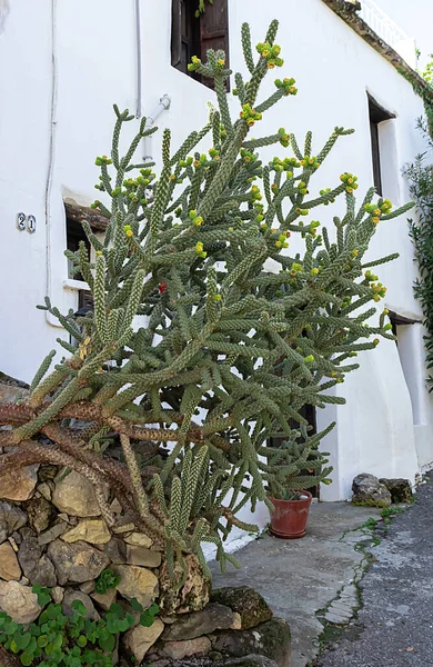 stock image Large outdoor cactus blooming with yellow flowers. Plants.