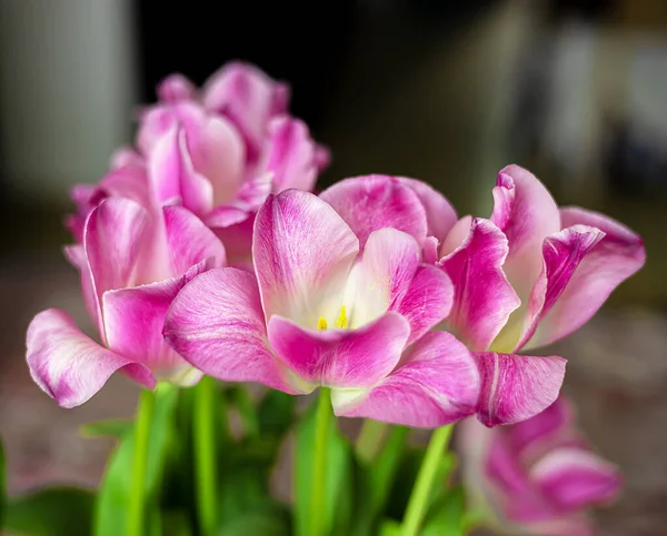 Розовые Тюльпаны Темном Фоне Весенние Цветы Тюльпана Поздравительная Открытка Пасху — стоковое фото