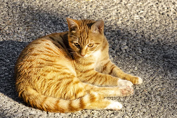 Stock image A street red cat lies on the pavement. Animals.