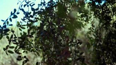 Güneşli bir yaz gününde yaprakları rüzgarda sallanan dallar. Açık havada..