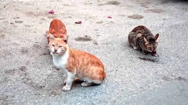 Drei Hungrige Streunende Straßenkatzen Fressen Futter Oder Fleisch Das Auf — Stockvideo