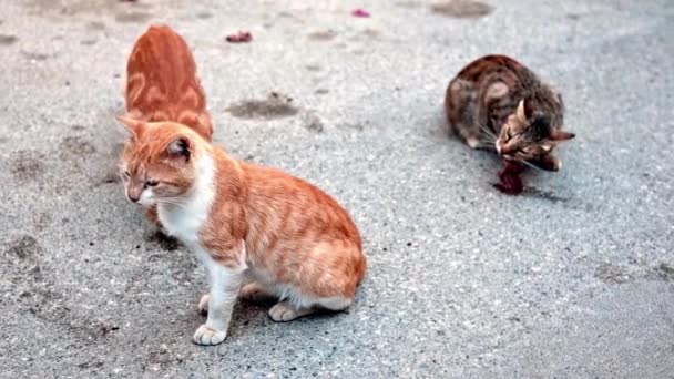 배고픈 스트레이 고양이는 거리에 덤프에서 음식이나 고기를 먹는다 천천히 움직여 — 비디오