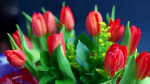 Schöne Rote Tulpen Vor Dunklem Hintergrund Sind Perfekt Für Den — Stockvideo
