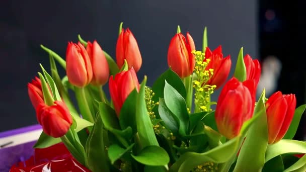 Красиві Червоні Тюльпани Темному Тлі Ідеально Підходять Весняного Великоднього Сезону — стокове відео
