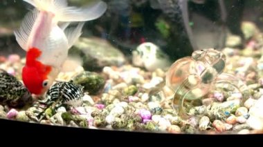 Farklı boyutlarda güzel balıklar akvaryum suyunda yüzerler. Kayalar, kabuklar ve balıklara oksijen baloncukları sağlayan hava pompalarıyla dolu renkli bir akvaryum. Akvaryum balığı.