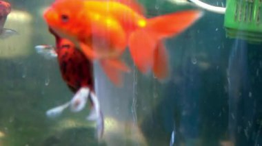 Farklı boyutlarda güzel balıklar akvaryum suyunda yüzerler. Kayalar, kabuklar ve balıklara oksijen baloncukları sağlayan hava pompalarıyla dolu renkli bir akvaryum. Akvaryum balığı.